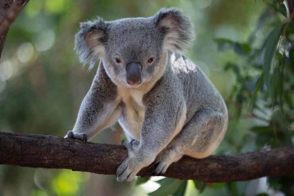 koala, animal, australia