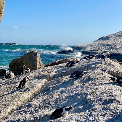 Penguin's Sunbathing on rocks