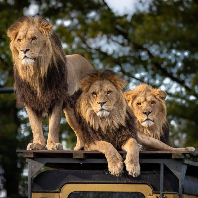 lion-zoo-africa-4581841.jpg